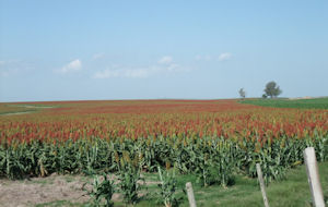sorghum farmland uruguay